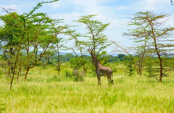 Safari en Namibie : découvrez la faune et les paysages uniques